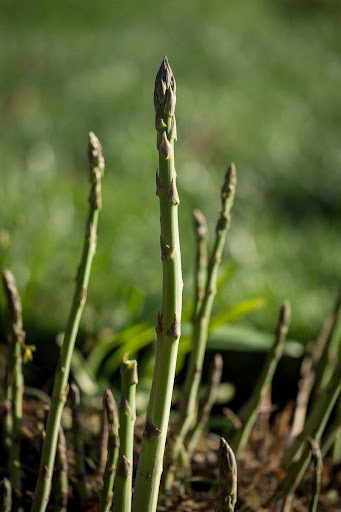 Asparagus