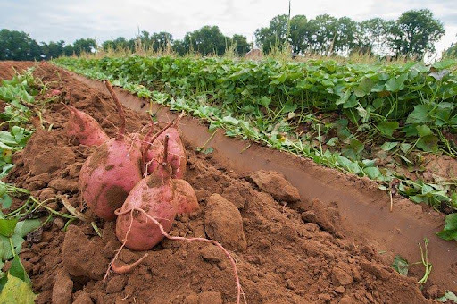 Sweet Potatoes