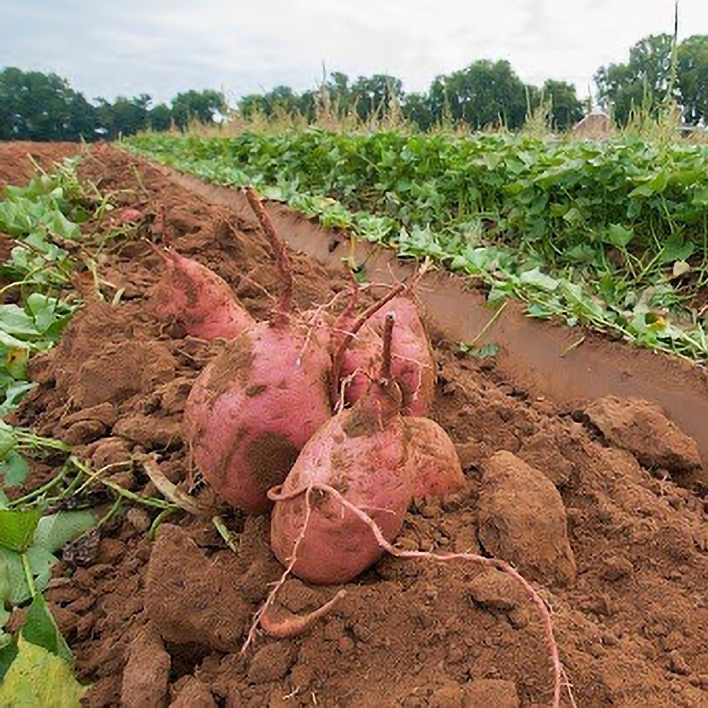 Sweet Potatoes